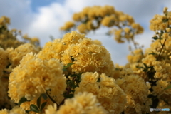 街に咲く花