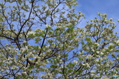 街に咲く花