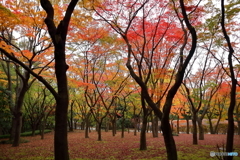 紅葉