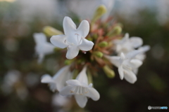 街に咲く花