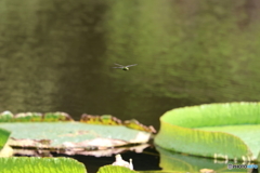 神代植物公園