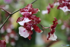 神代植物公園