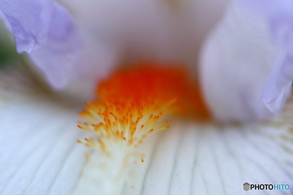 街に咲く花