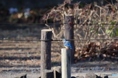 野鳥