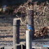 野鳥