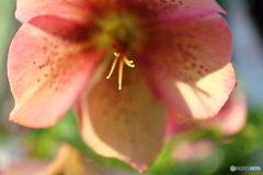 街に咲く花