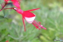 街に咲く花