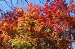 紅葉散策