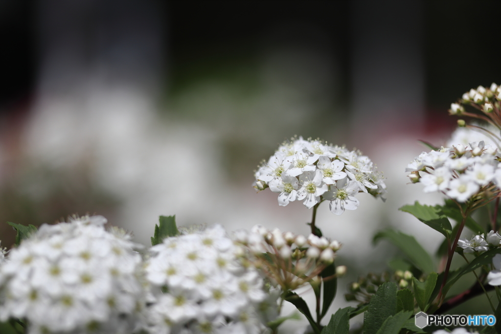 街に咲く花