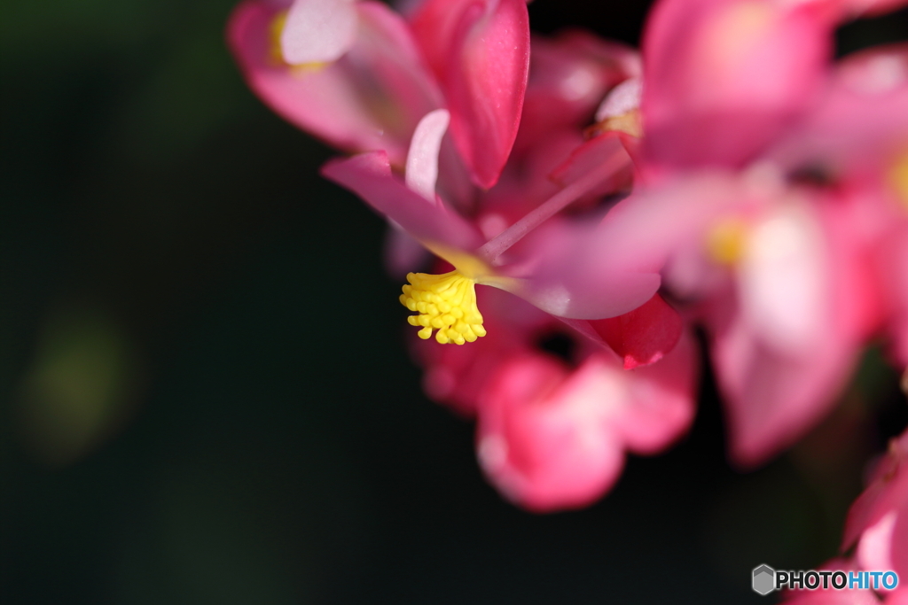 神代植物公園