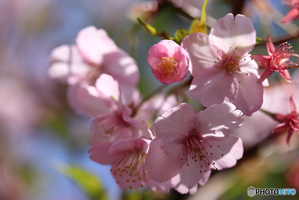 街に咲く花
