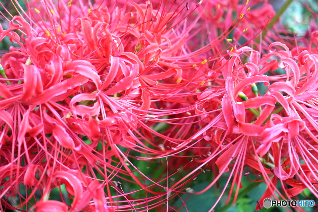 街に咲く花