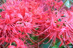 街に咲く花