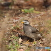 野山の鳥