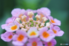 街に咲く花