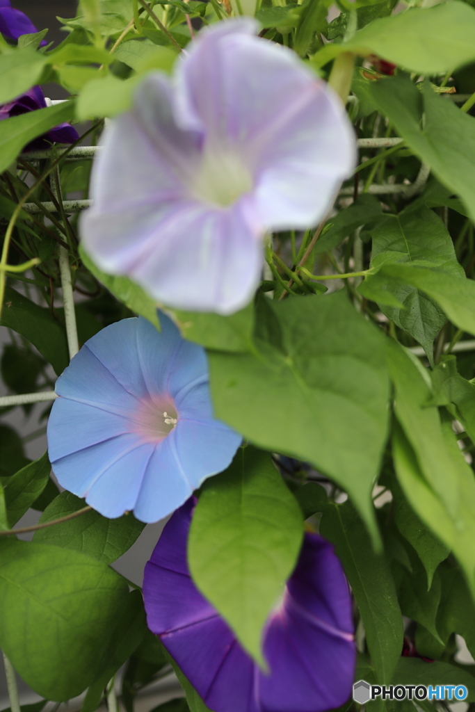 街に咲く花