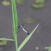 昆虫