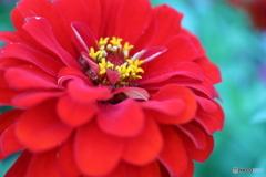 街に咲く花