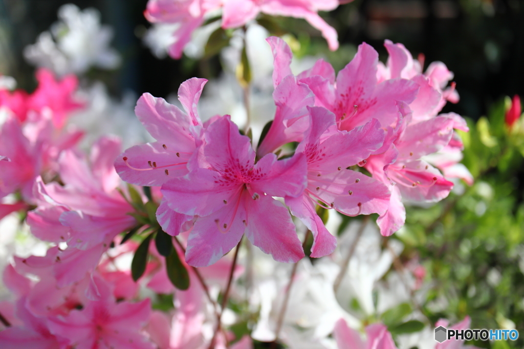 街に咲く花