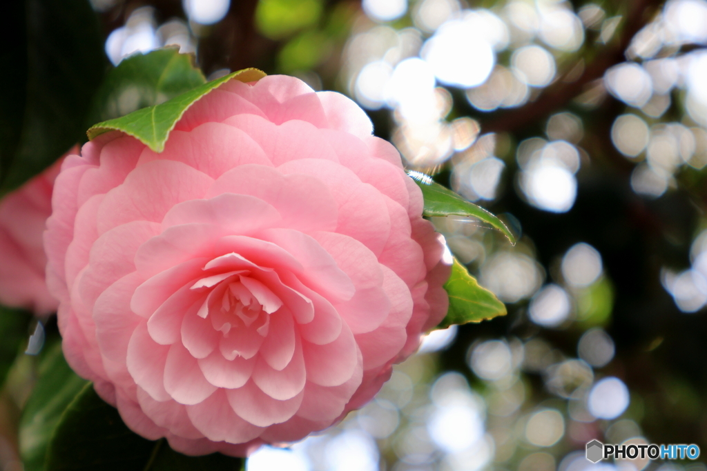 街に咲く花