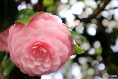街に咲く花