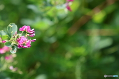 郷土の森