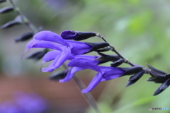 街に咲く花