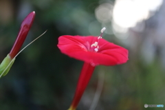 街に咲く花