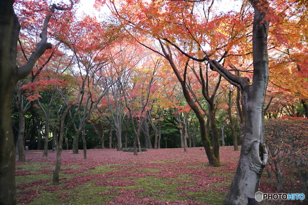 北の丸公園
