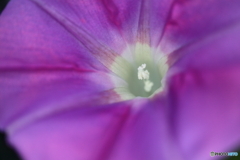 街に咲く花