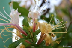 街に咲く花