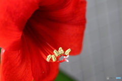 街に咲く花