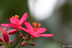 神代植物公園