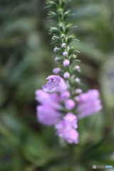 街に咲く花
