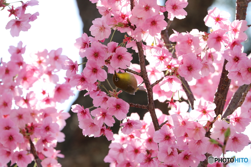 桜
