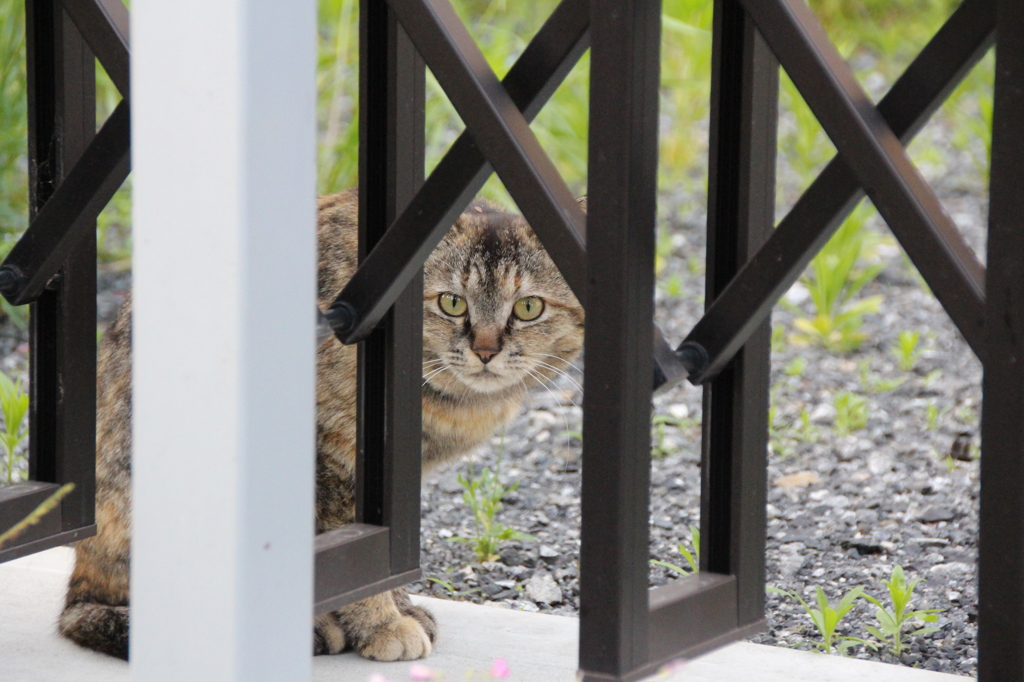 近所の猫さん