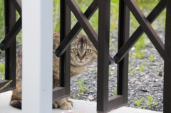 近所の猫さん