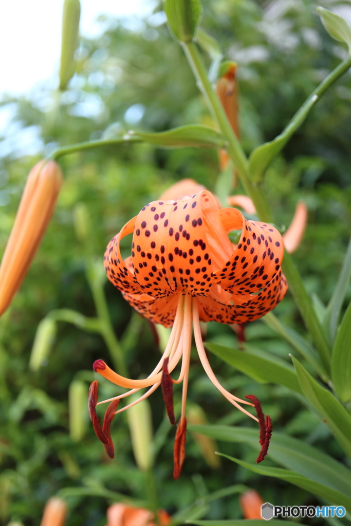 街に咲く花