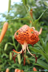 街に咲く花