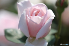薔薇