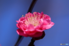 梅の花