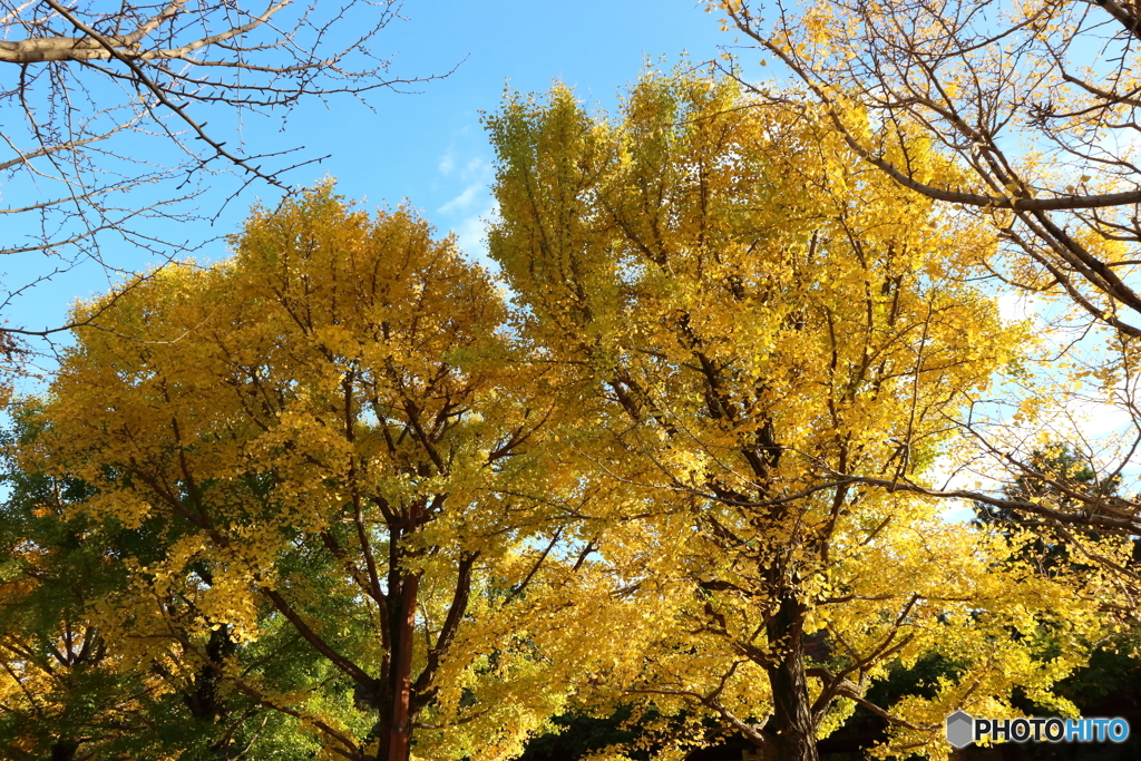 紅葉