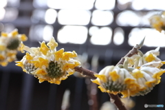 街に咲く花