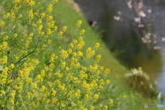 菜の花