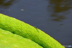 神代植物公園