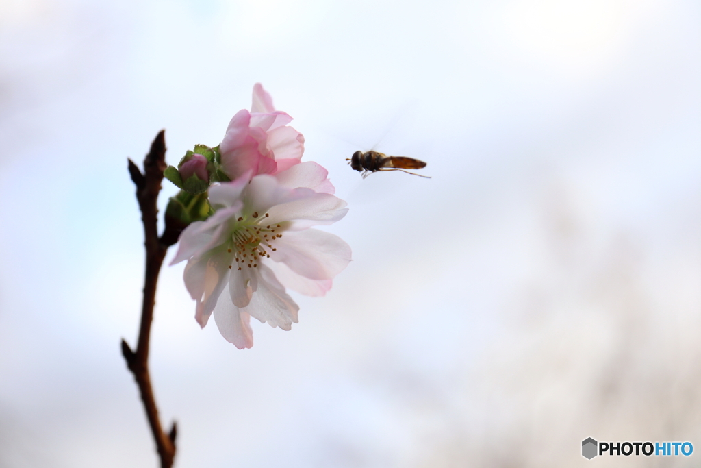 十月桜