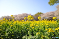 昭和記念公園