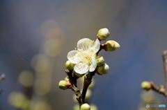 梅の花