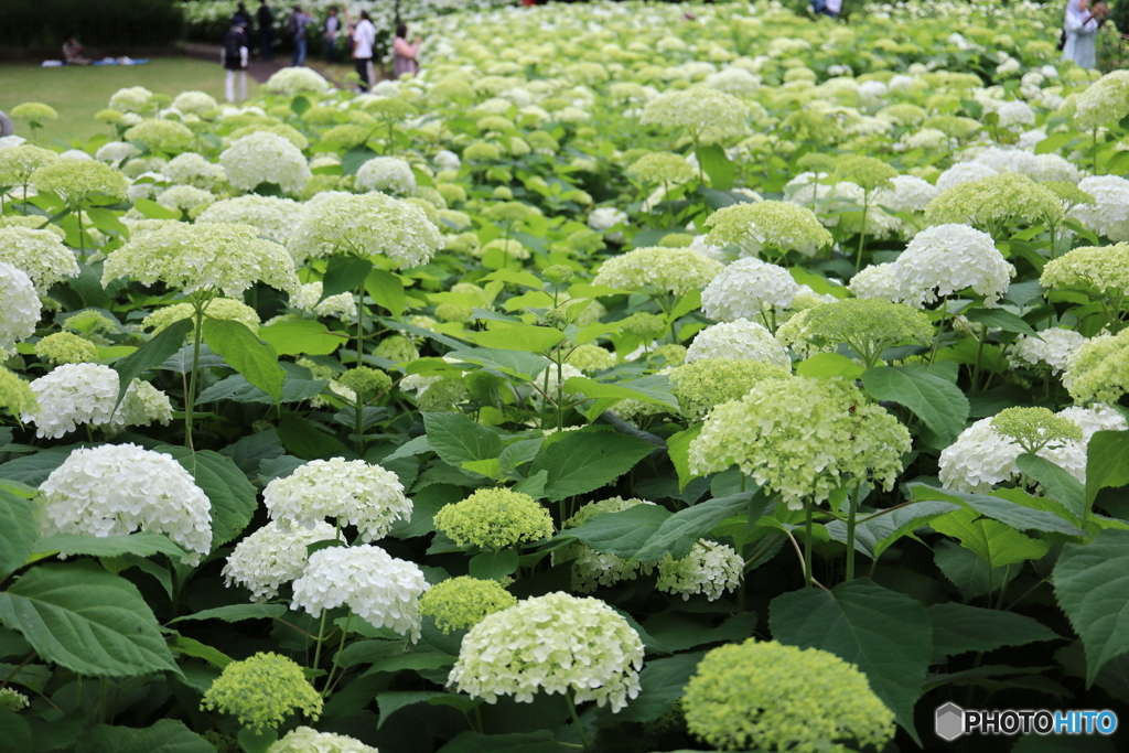紫陽花