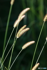 草木